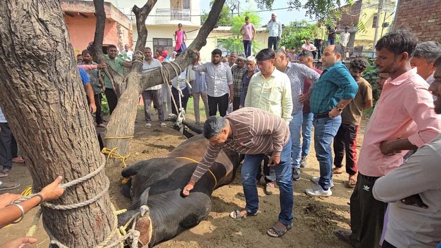 अमीनगर सराय में सांड़ ने स्कूल बस चालक को मौत के घाट उतारा, ग्रामीणों ने किया काबू