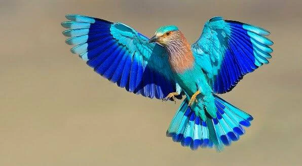 कहां चले गये तुम नीलकंठ ?