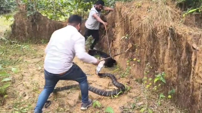 कोरबा में दिखा विशालकाय किंग कोबरा, रेस्क्यू टीम ने सुरक्षित पकड़ा, ग्रामीणों में दहशत