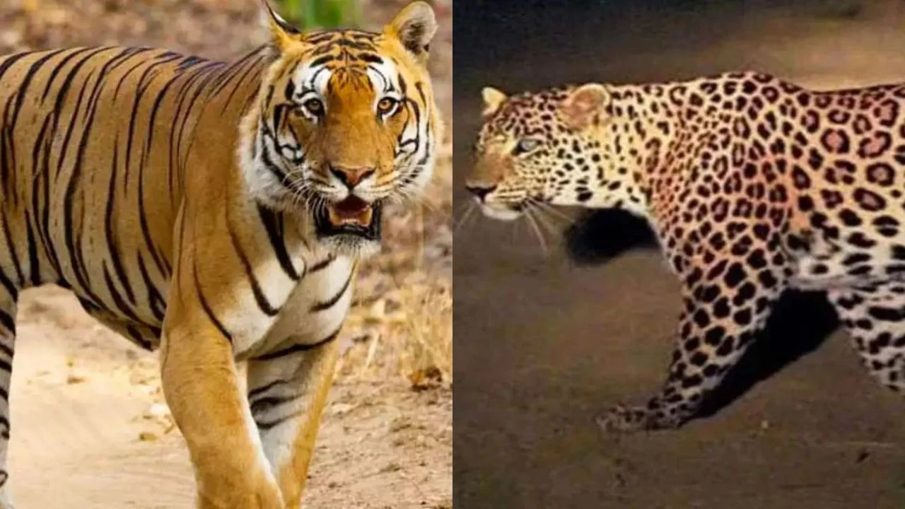 महाराष्ट्र में तेंदुआ हमलों पर सीएम ने उच्चस्तरीय बैठक बुलाई, सुरक्षा बढ़ाने के निर्देश