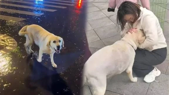 तीन महीने बाद 1500 किलोमीटर पार कर घर लौटा लैब्राडोर ‘सितंबर’