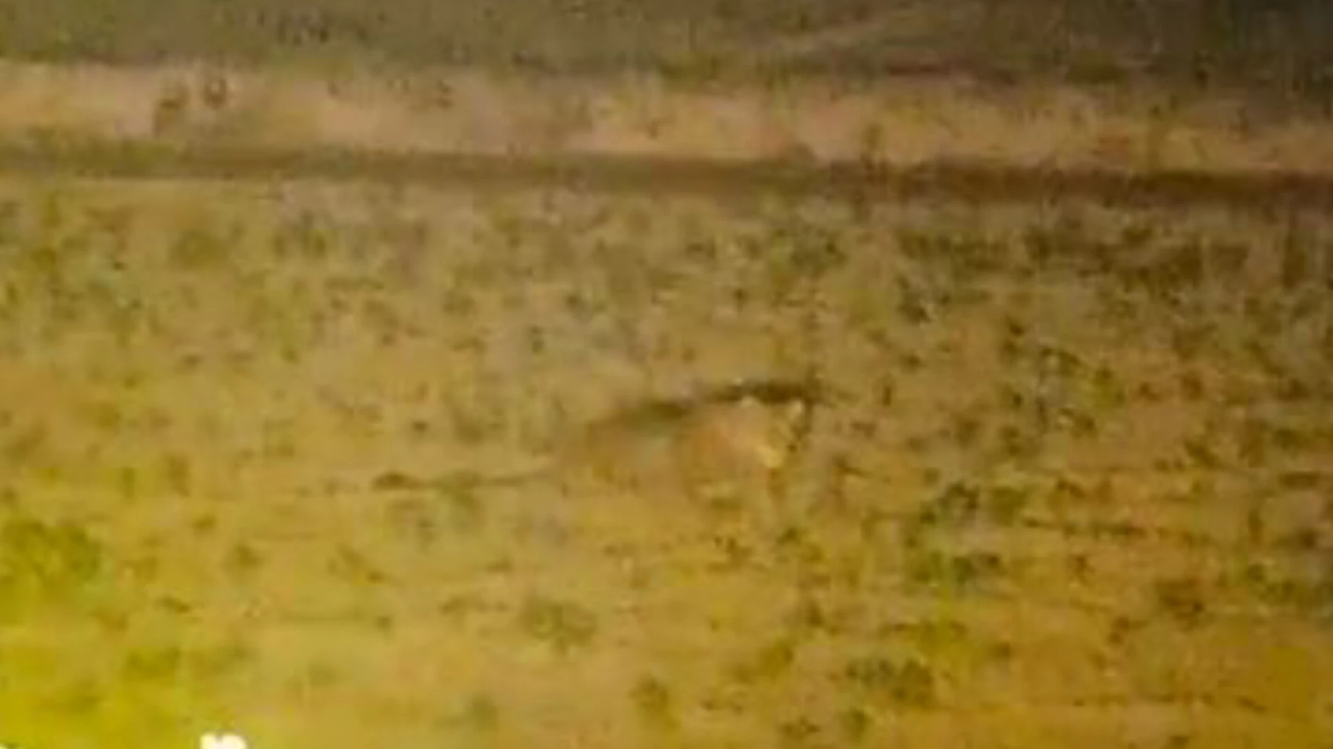 चरथावल के रोनी हरजीपुर गांव में फिर दिखा तेंदुआ, वन विभाग पर उठे सवाल