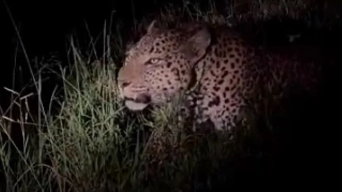 पीलीभीत: ग्रामीणों की बहादुरी से बची महिला, तेंदुए ने घर में घुसकर किया हमला