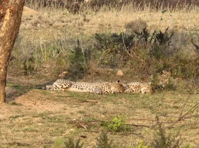 तेज रफ्तार वाहन ने KG-3 चीते को कुचला, वन्यजीव विशेषज्ञ करेंगे पोस्टमॉर्टम