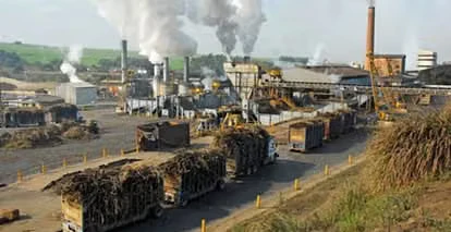 यूपी में गन्ना उत्पादन को बढ़ावा, चीनी मिलों में बढ़ेगी टिश्यू कल्चर लैबों की संख्या