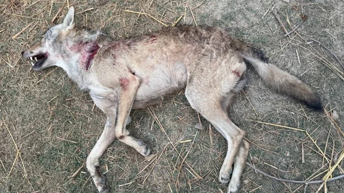 13 घंटे की तलाश के बाद मासूम की जान लेने वाला भेड़िया ढेर