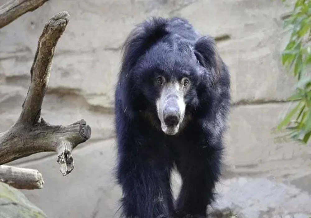 भालू के हमले में युवक घायल, अस्पताल में कराया गया भर्ती