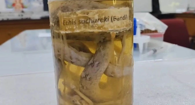 बीकानेर में ऊंट आधारित एंटी-स्नेक वेनम, सर्पदंश का सुरक्षित इलाज संभव