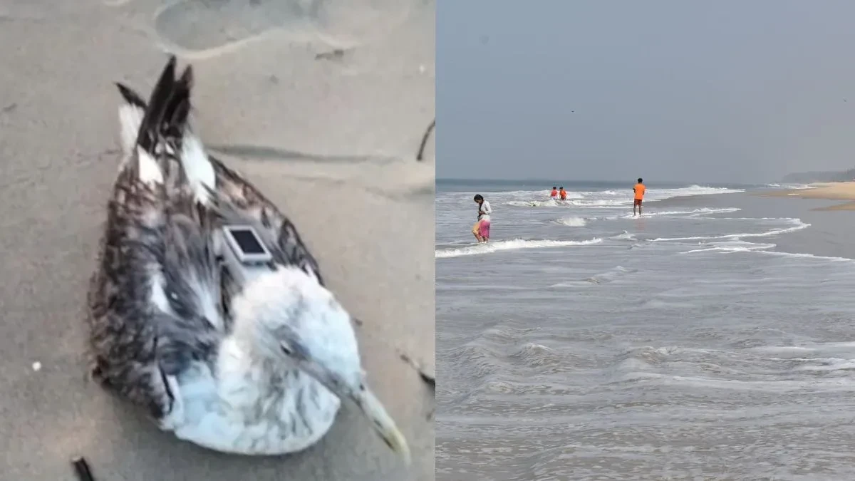 कर्नाटक में मिला चीनी GPS वाला समुद्री पक्षी, नौसेना क्षेत्र में सुरक्षा अलर्ट