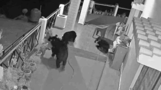 जंगल से आबादी तक पहुंचा भालू, बच्चों संग घर में घुसने की घटना सीसीटीवी में रिकॉर्ड