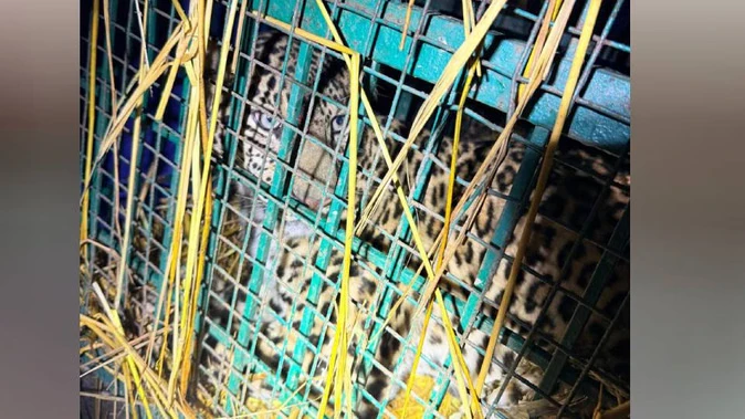 बहराइच: बच्ची को निवाला बनाने वाला आदमखोर तेंदुआ पिंजरे में कैद