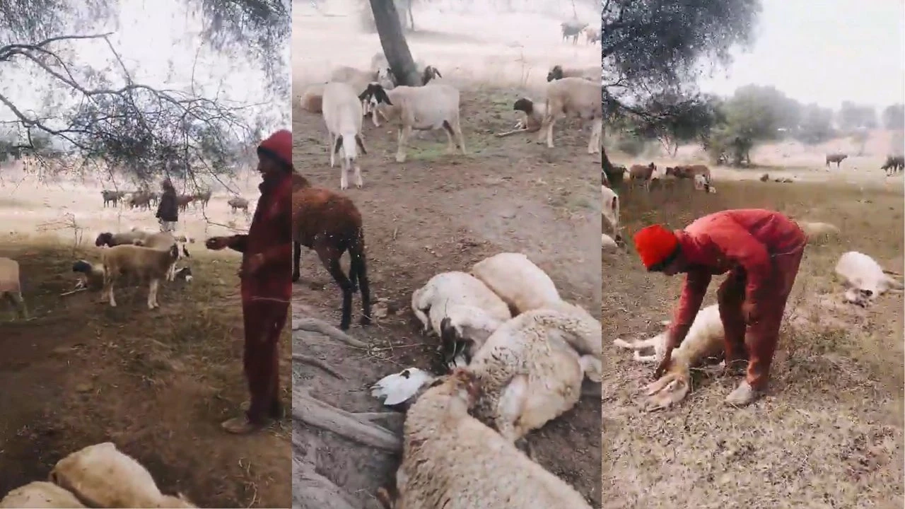 लखनऊ में प्रेरणा स्थल पर भेड़ें बीमार, 71 की मौत, 150 गंभीर