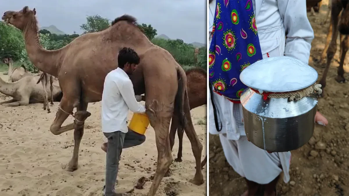 ऊंटनी के दूध से Diabetes का प्राकृतिक इलाज, शोध में बड़ा खुलासा