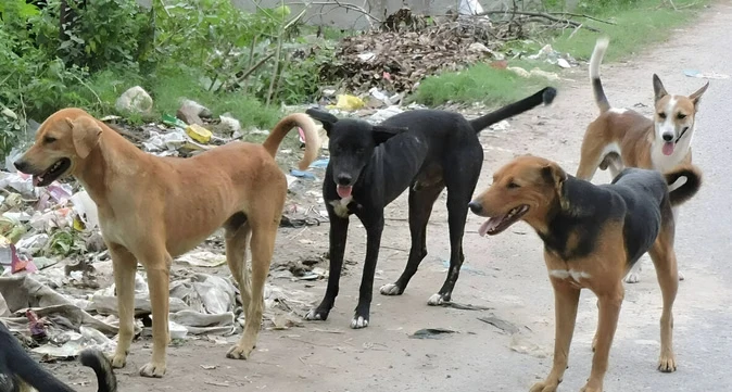 कुत्तों के झुंड का कहर: तीन साल की बच्ची की नोचकर हत्या, खेत में मिला शव