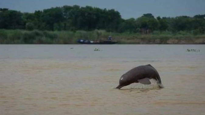 बिजनौर से गंगा डॉल्फिन की नई गणना शुरू, फॉरेस्ट स्टाफ को दी गई विशेष ट्रेनिंग