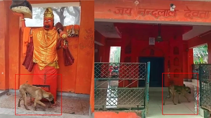 बिजनौर: नंदपुर मंदिर के परिक्रमा करते कुत्ते का दिल्ली मैक्स में इलाज जारी