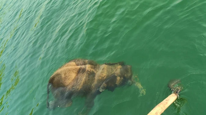 कालागढ़ में हाथी के बच्चे का शव नदी से बरामद, पोस्टमार्टम की तैयारी शुरू