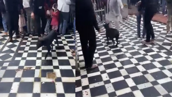 वृंदावन: श्रीबांकेबिहारी मंदिर में सुरक्षा के बावजूद घुसे कुत्ते, गोस्वामी परिवार ने किया शुद्धिकरण