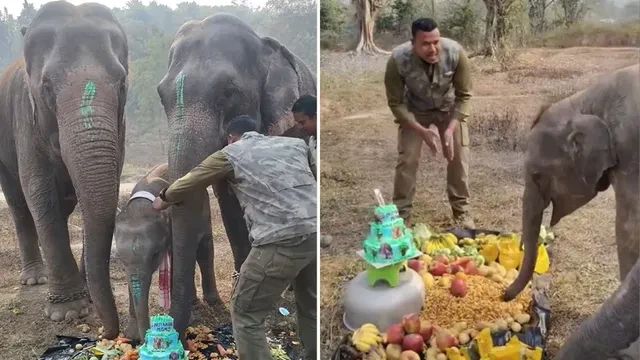 असम: हाथी के बच्चे मोमो का जन्मदिन सेलिब्रेशन सोशल मीडिया पर वायरल