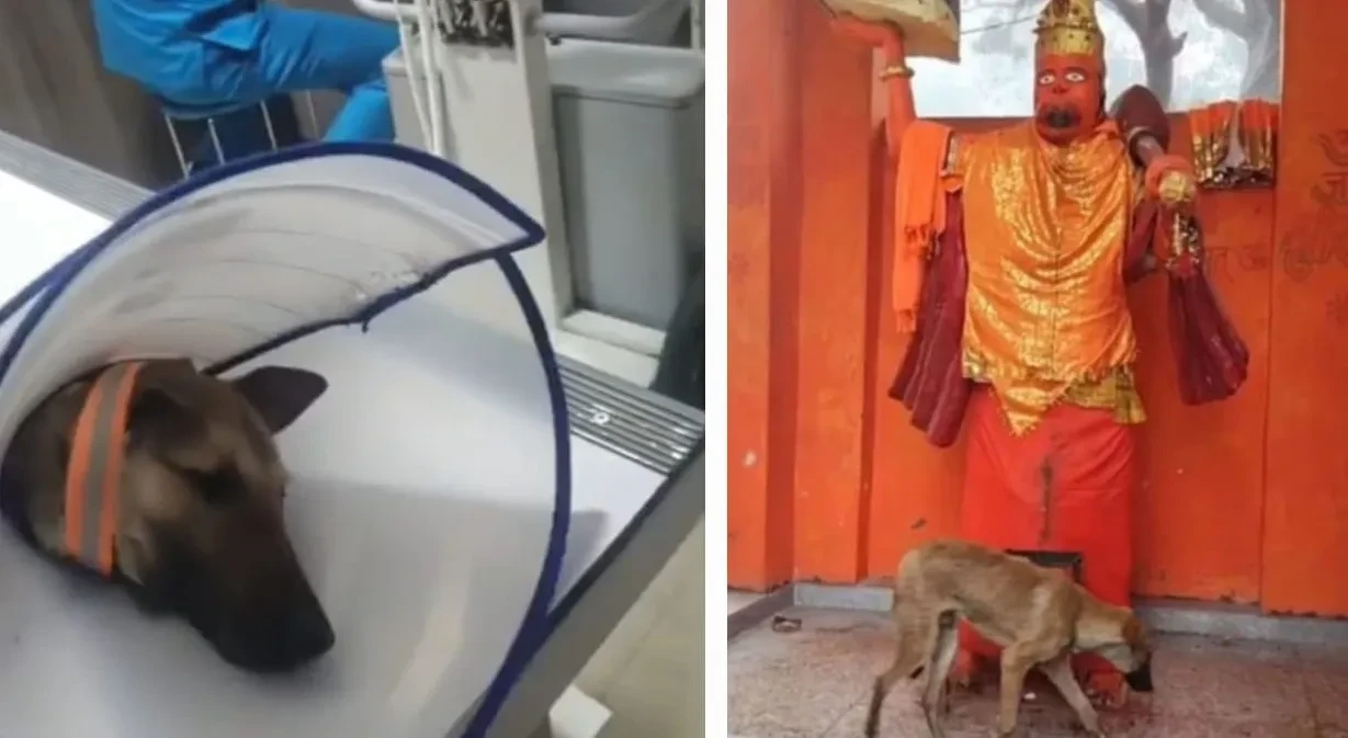 परिक्रमा करने वाले कुत्ते की नहीं हुई ब्रेन सर्जरी, नोएडा में इलाज जारी