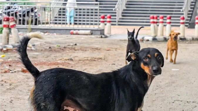 मेरठ में लावारिस कुत्तों का आतंक बढ़ा, बच्चों और अभिभावकों में डर का माहौल