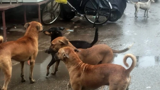 बंगलूरू: होसुर सरजापुर रोड पर पालतू कुत्ते ने महिला पर किया हमला