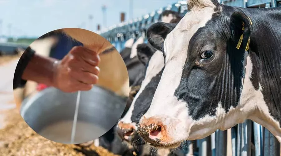 केंद्र के बजट से प्रदेश में पशुपालन और दुग्ध उत्पादन को मिलेगा बढ़ावा