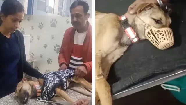 नंदपुर के हनुमानजी कुत्ते का नोएडा में इलाज जारी, जल्द गांव लौटेगा