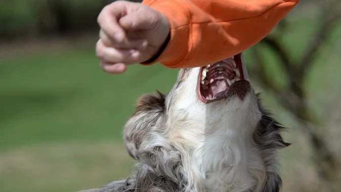 बेंगलुरु: पालतू रॉटवीलर ने महिला पर किया हमला, गंभीर हालत में अस्पताल में भर्ती