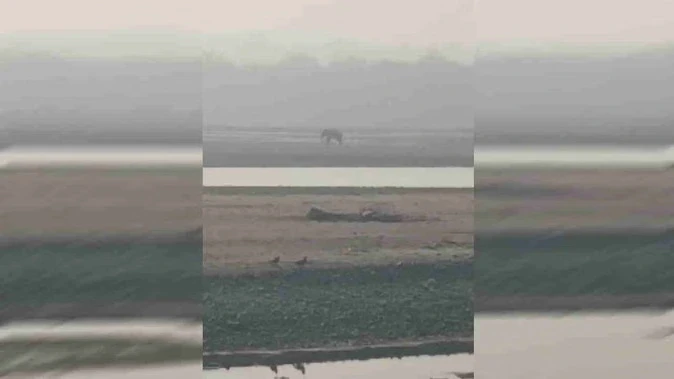 राजाजी टाइगर रिजर्व: घायल हाथी को राहत न मिलने पर ग्रामीणों में रोष