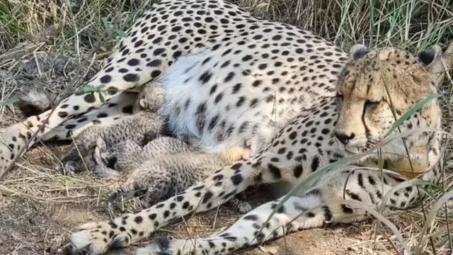 कूनो में दूसरी बार मां बनी 'गामिनी', तीन शावकों को दिया जन्म