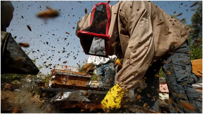 उन्नाव में क्रिकेट मैच के दौरान मधुमक्खियों का हमला, अंपायर की मौत