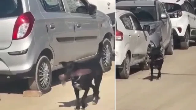 शिमला अस्पताल परिसर में इंसान की टांग मुंह में लेकर घूमते दिखा कुत्ता