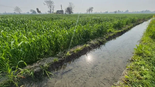 संगरूर में बढ़ती गर्मी से किसान चिंतित, गेहूं और सब्ज़ियों की फसल पर खतरा