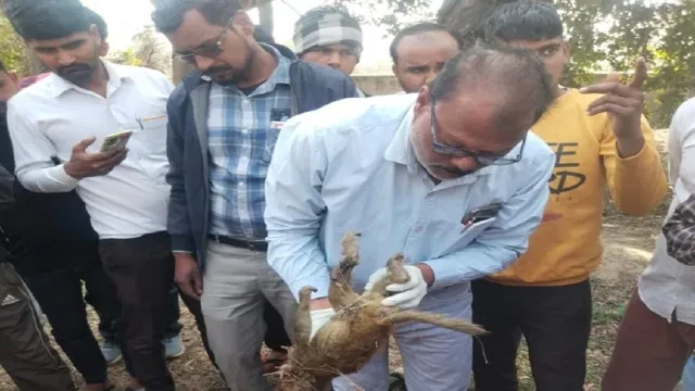 अनूपशहर: बंदरों की मौत पर हिंदूवादी संगठनों ने जताया रोष