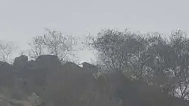 नारनौल: शहर के पास तेंदुए के दिखने से लोगों में डर, वन विभाग ने किया अलर्ट जारी