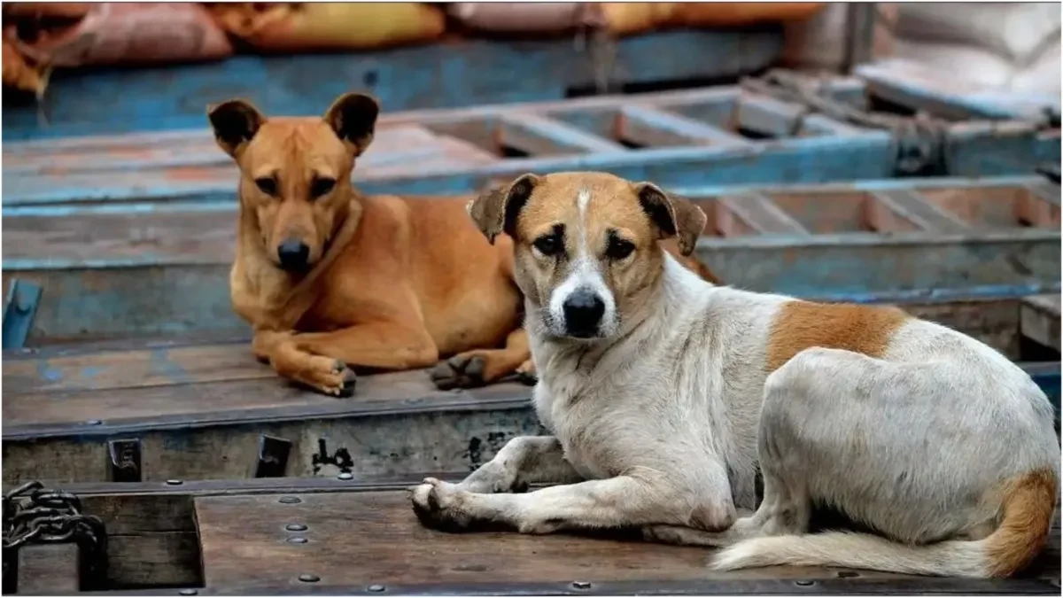 लखनऊ: आवारा कुत्तों के हमले से 8 साल की बच्ची की मौत, ग्रामीणों में आक्रोश