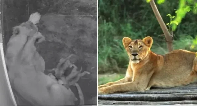 इटावा लायन सफारी से खुशखबरी, शेरनी नीरजा ने चार शावकों को दिया जन्म