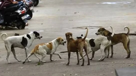 तेलंगाना में 100 आवारा कुत्तों की जहर देकर हत्या, सरपंच पर आरोप