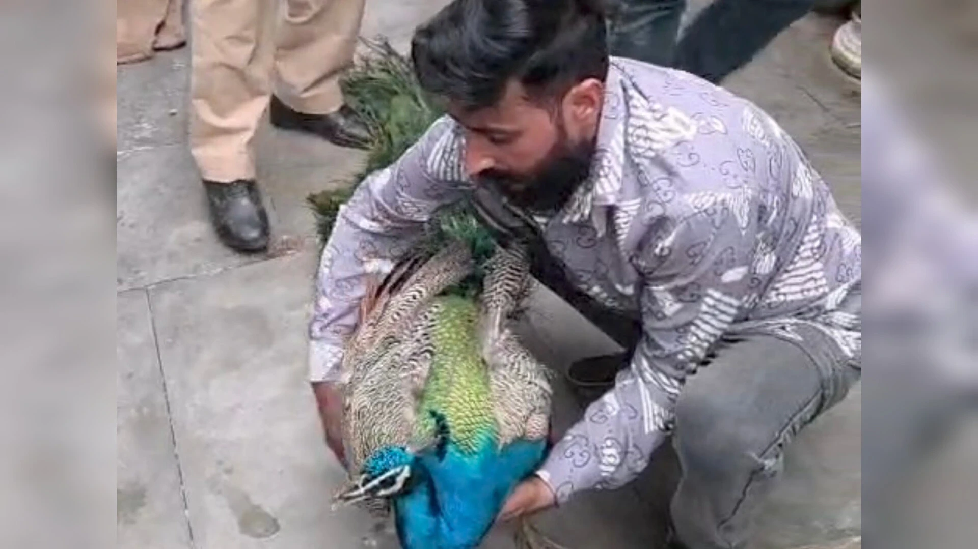 मुजफ्फरनगर: घायल मोर का जंगल से सुरक्षित रेस्क्यू