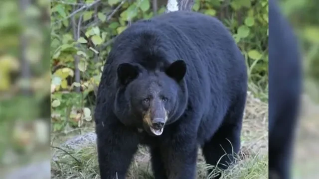 टिहरी: जंगल में भालू के हमले से महिला गंभीर रूप से घायल