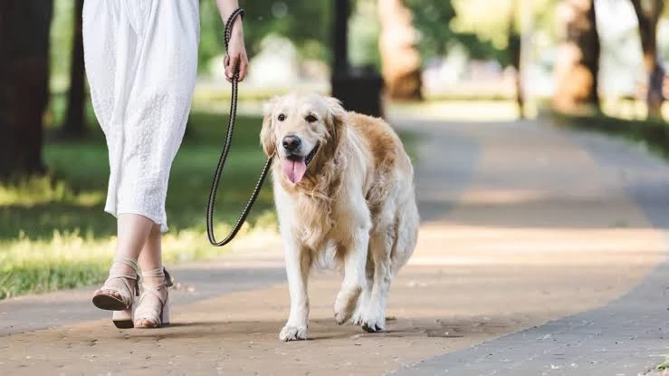 दिल्ली में कड़े होंगे एमसीडी के नियम: बिना पट्टे के कुत्ता घुमाने पर ₹1000 जुर्माना