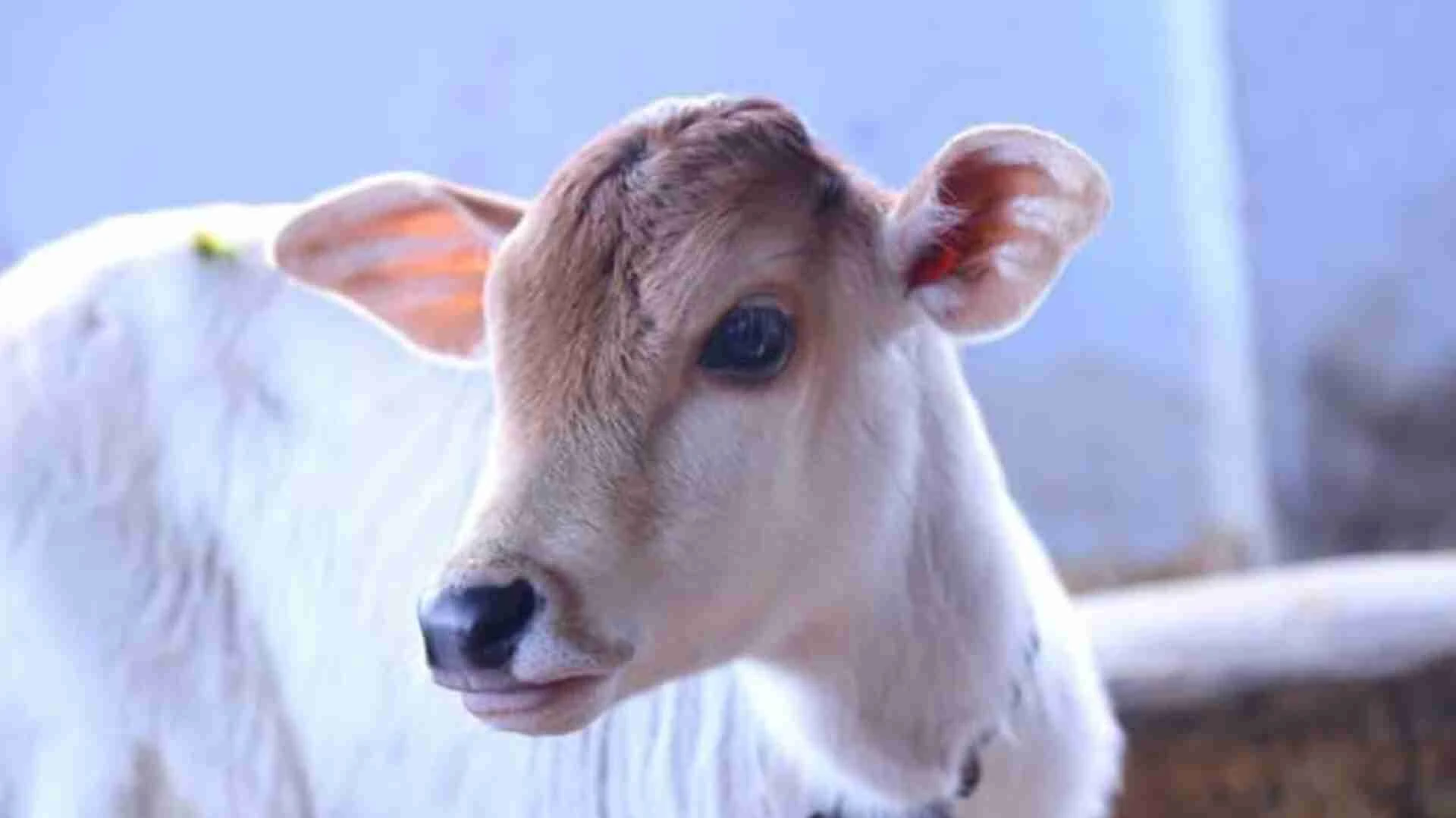 गौ सेवा और गौ संरक्षण !