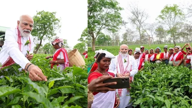 चाय की पत्तियां तोड़ीं और सेल्फी भी ली...बागान में दिखा पीएम मोदी का अनोखा अंदाज