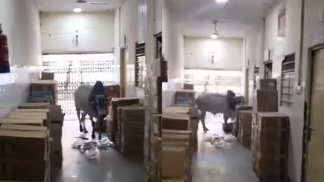 दौसा अस्पताल में घुसा सांड, परिसर में मचा हड़कंप, वीडियो वायरल