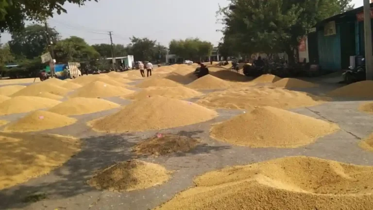 यूपी में चकबंदी करवाने वाले किसानों को बड़ी राहत, बिना फार्मर रजिस्ट्री बेच सकेंगे गेहूं