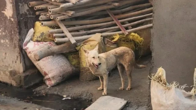 मुजफ्फरनगर: आवारा कुत्ते के हमले में 30 लोग घायल, गांव में दहशत