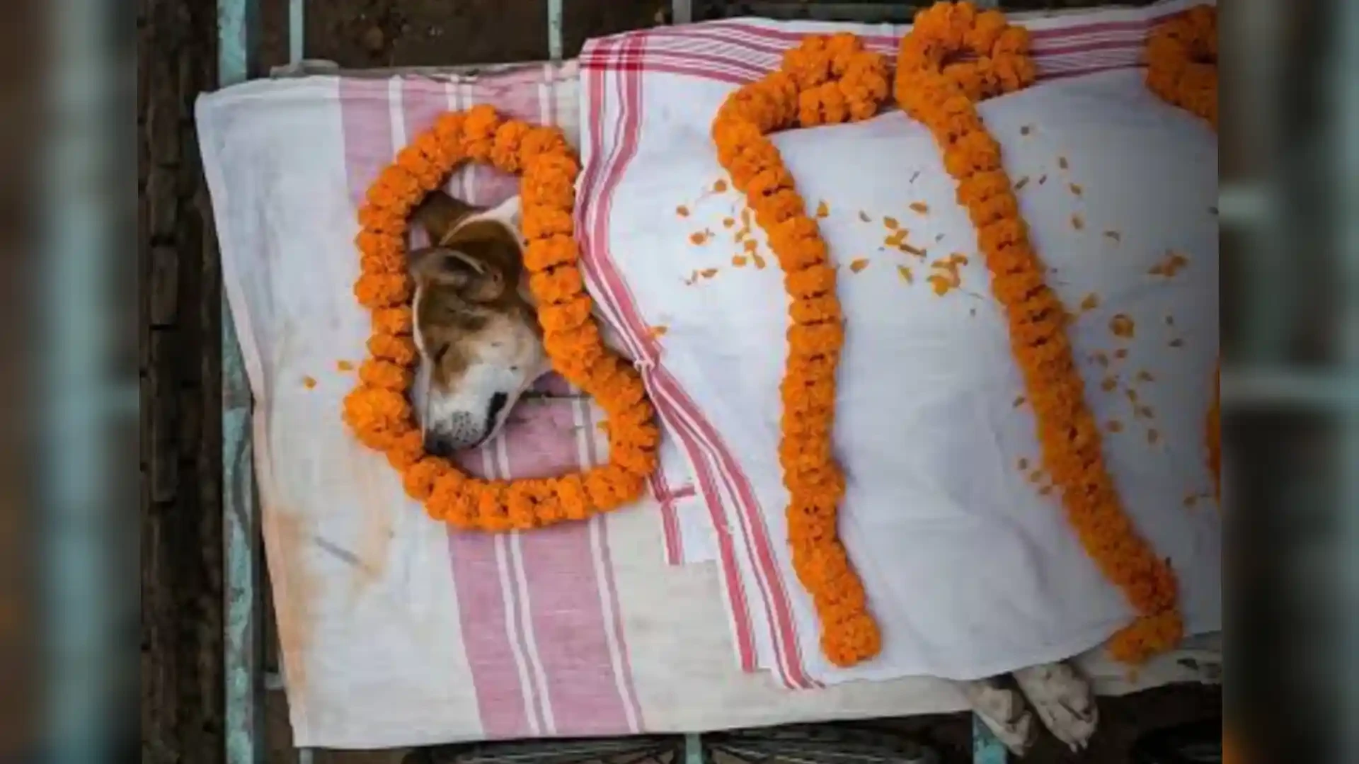 30 बच्चों को बचाने के लिए सांप से भिड़ गया ‘काली’, अंतिम विदाई में उमड़ा गांव