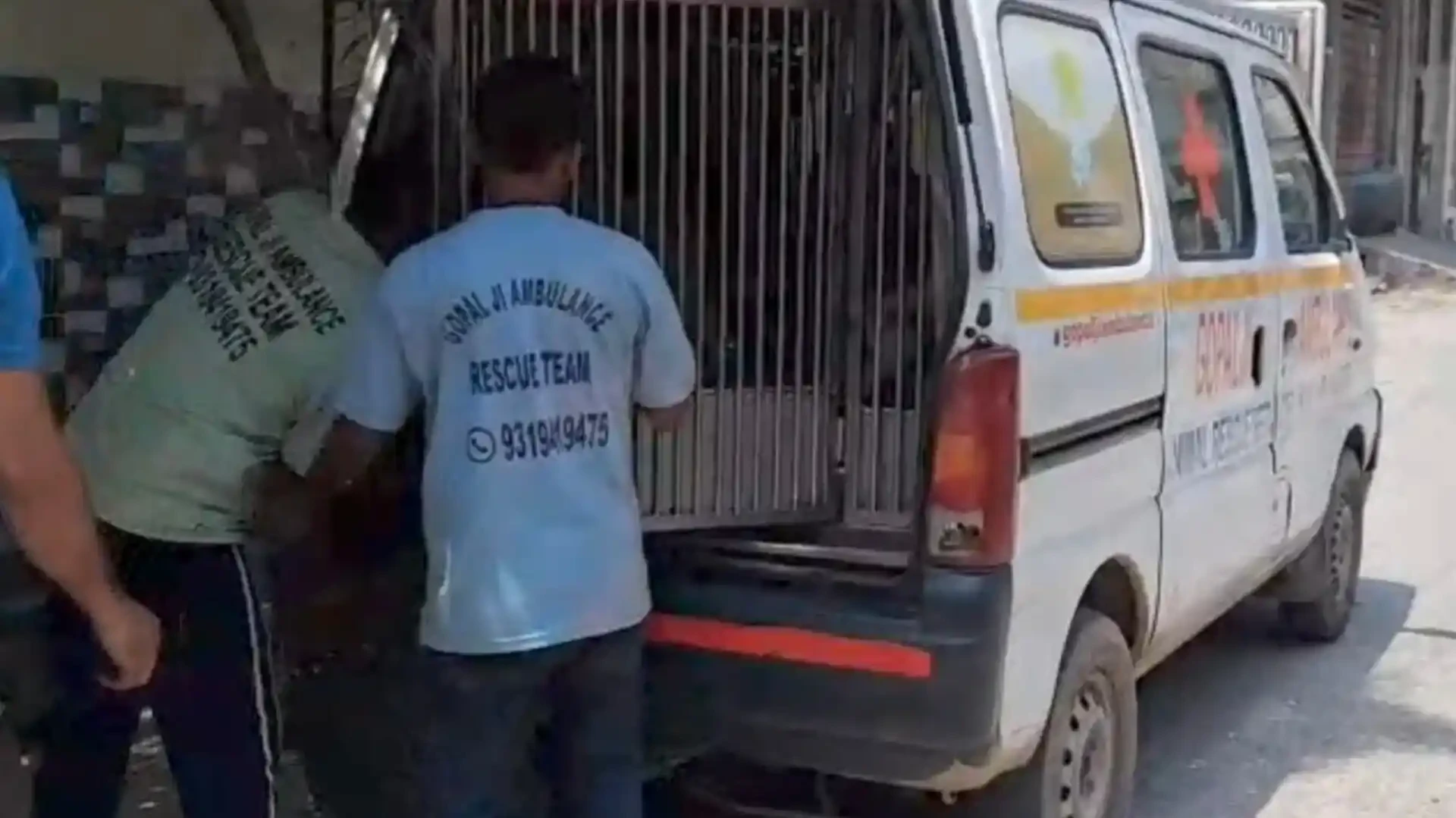 मुजफ्फरनगर: कुत्तों के हमलों से परेशान लोग, नसबंदी और वैक्सीनेशन अभियान की शुरुआत