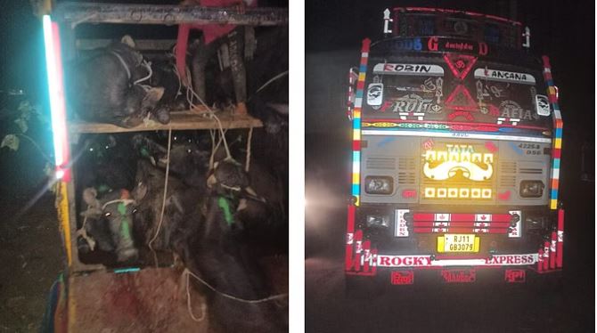 धौलपुर: पशुओं से भरा ट्रक पुलिस ने किया जब्त, तस्करी कर ले जाए जा रहे 53 पशु छुड़ाए